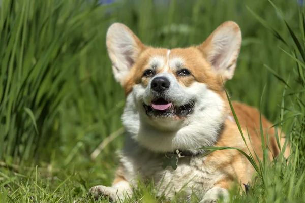 Red corgi among blooming  irises — 스톡 사진