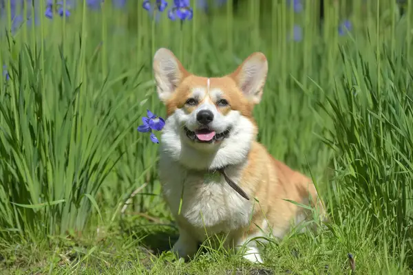 Vörös corgi a virágzó íriszek között — Stock Fotó