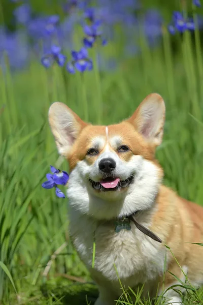 Corgi vermelho entre íris florescentes — Fotografia de Stock