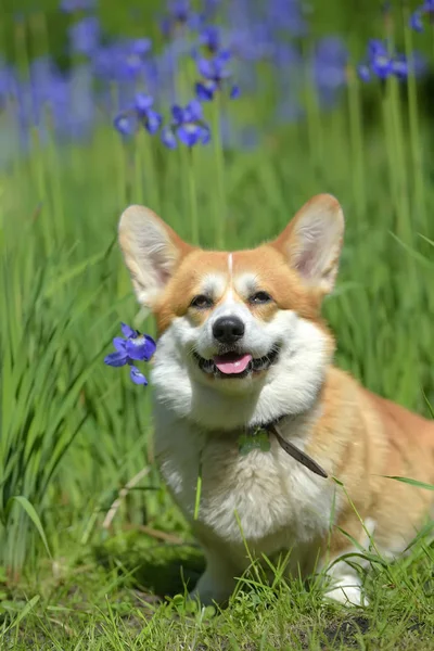 Corgi vermelho entre íris florescentes — Fotografia de Stock