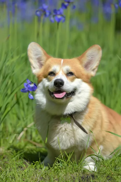 Çiçek açan irislerin arasında kırmızı Corgi — Stok fotoğraf