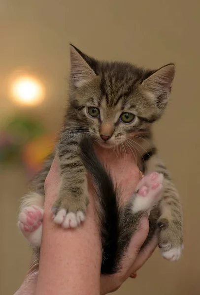 Striped kitten in hands — Stock Photo, Image