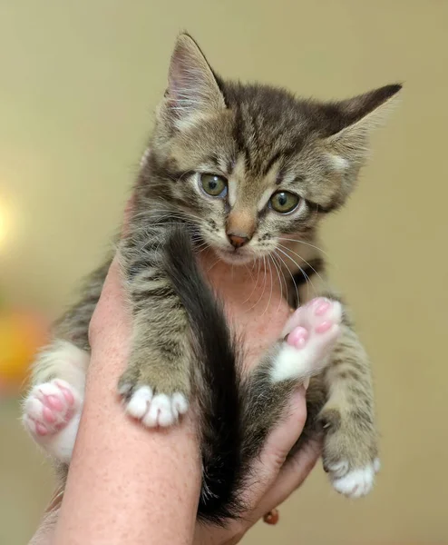 Смугастий кошеня в руках — стокове фото