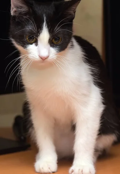 Nuori mustavalkoinen kissa istuu — kuvapankkivalokuva