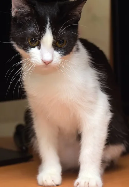 Jovem gato preto e branco está sentado — Fotografia de Stock