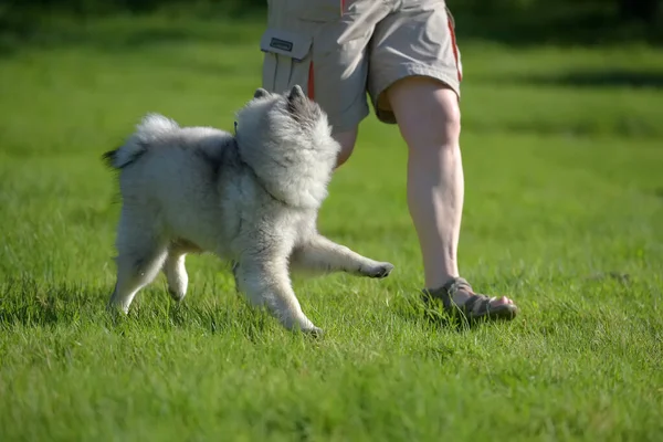 Lobo spitz corre con el propietario en el césped — Foto de Stock