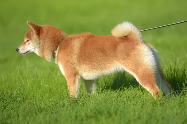 Shiba inu pour une promenade sur l'herbe — Photo