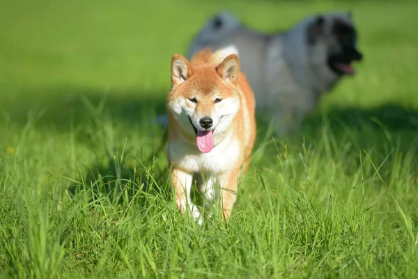 Shiba inu para um passeio na grama — Fotografia de Stock