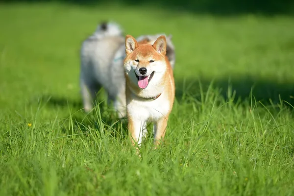 Shiba inu para un paseo por la hierba — Foto de Stock