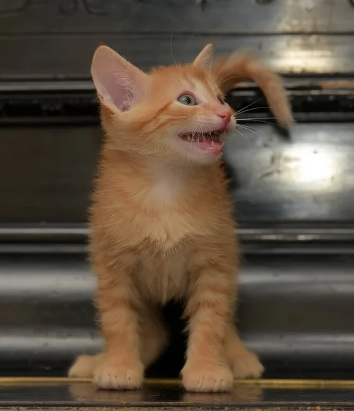 Kitten on a dark background — Stock Photo, Image