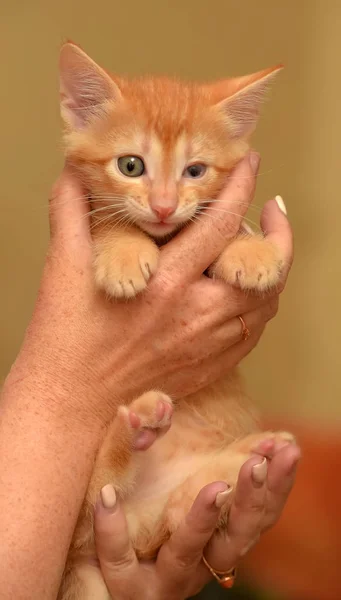 Kitten with sore eye — Stock Photo, Image