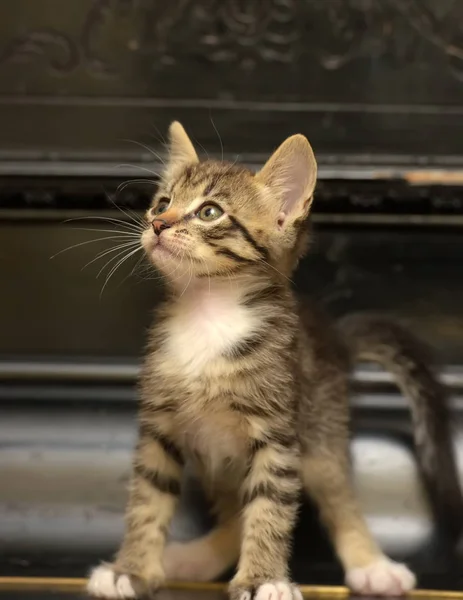 Cute striped kitten on a dark — Stok fotoğraf