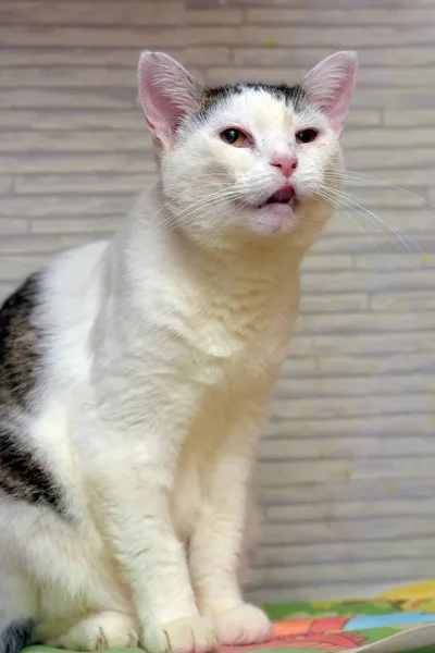 Cinza doente com gato branco — Fotografia de Stock