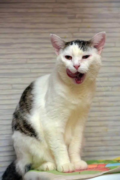 A gray and white cat, well-fed, — Stockfoto