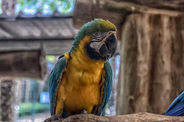 Papagaio laranja e azul — Fotografia de Stock