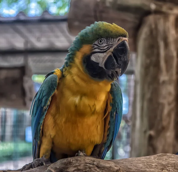 Papuga pomarańczowa i niebieska — Zdjęcie stockowe