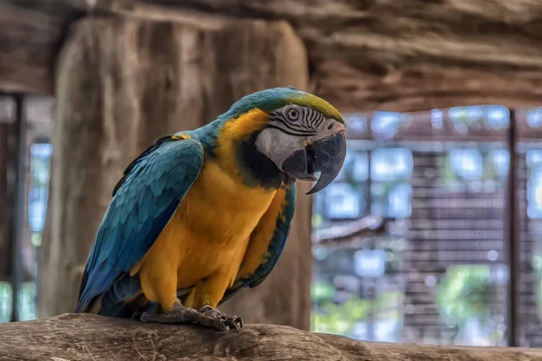 Papuga pomarańczowa i niebieska — Zdjęcie stockowe