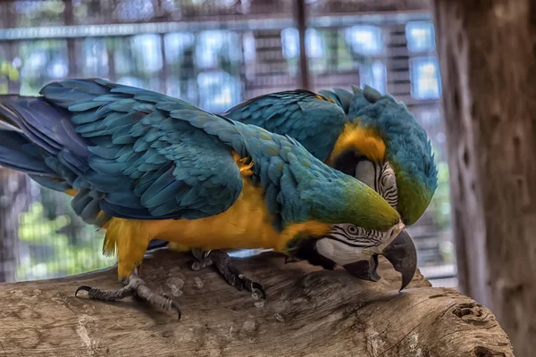 Papugi pomarańczowe z niebieskimi — Zdjęcie stockowe
