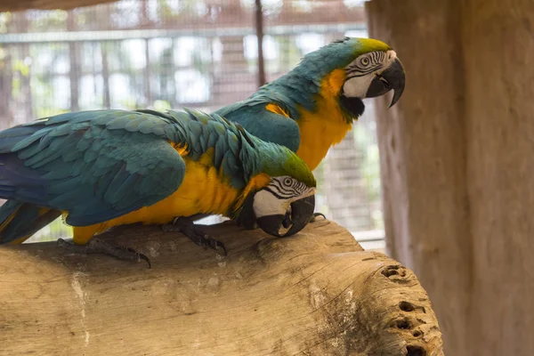 Papugi pomarańczowe z niebieskimi — Zdjęcie stockowe