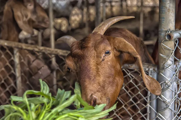 Cabra marrom comendo verduras através — Fotografia de Stock