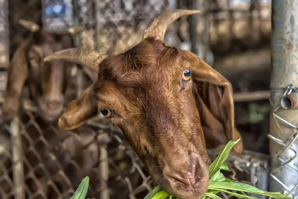 Cabra marrón comiendo verduras a través de — Foto de Stock
