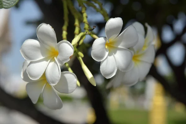 Keře květy zavřít do krásné Plumeria. — Stock fotografie