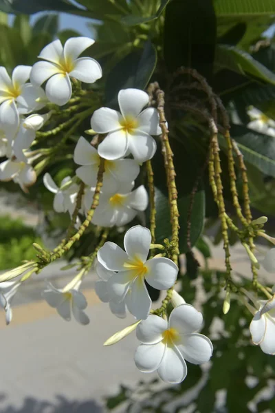 Frangipani цветы Закрыть красивые Plumeria . — стоковое фото