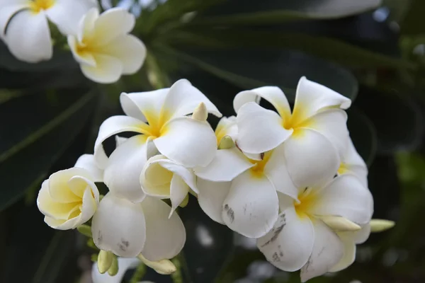 Keře květy zavřít do krásné Plumeria. — Stock fotografie