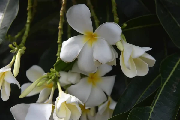 Keře květy zavřít do krásné Plumeria. — Stock fotografie