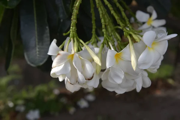 Λουλούδια frangipani κοντά μέχρι όμορφη Πλουμέρια. — Φωτογραφία Αρχείου