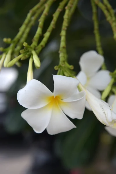 Λουλούδια frangipani κοντά μέχρι όμορφη Πλουμέρια. — Φωτογραφία Αρχείου