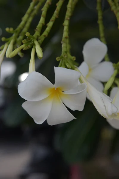 Keře květy zavřít do krásné Plumeria. — Stock fotografie