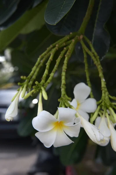 Keře květy zavřít do krásné Plumeria. — Stock fotografie