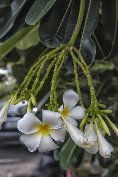 Keře květy zavřít do krásné Plumeria. — Stock fotografie