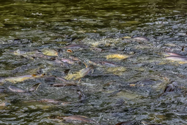 Pangasius peces vinieron a comer alimentos que la gente — Foto de Stock