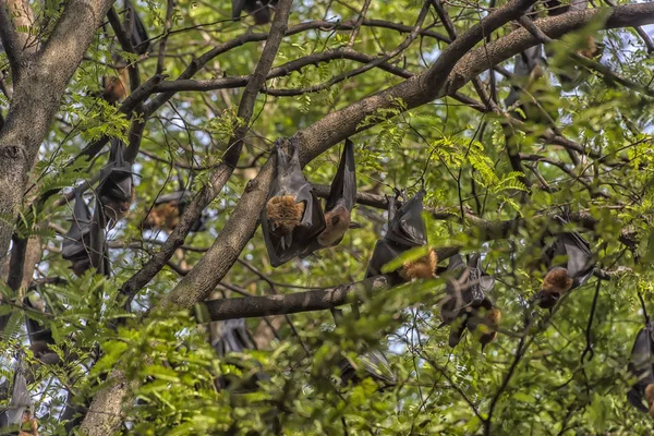 flying foxes hanging on a tree