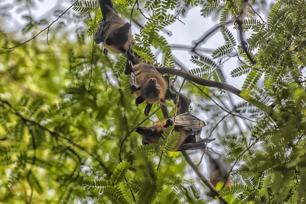 Renards volants suspendus à un arbre — Photo