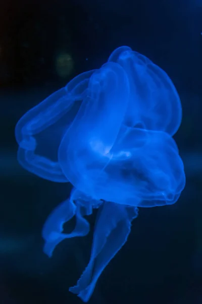Медузы в темноте — стоковое фото