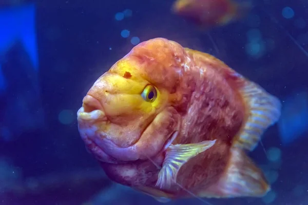 Peces loro en el acuario — Foto de Stock