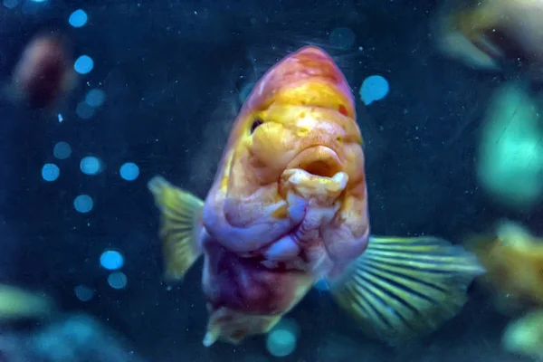 Peces loro en el acuario — Foto de Stock