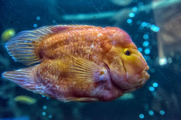 Peces loro en el acuario — Foto de Stock