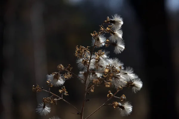 Flaum Auf Einem Ast Einer Pflanze Herbst — Stockfoto