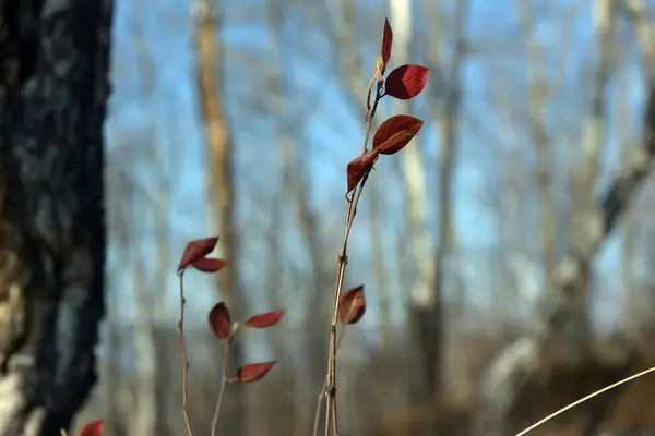 Красные Листья Ветке Растения Осенью — стоковое фото