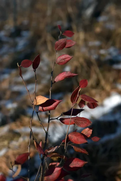 Rote Blätter Einem Zweig Einer Pflanze Herbst — Stockfoto
