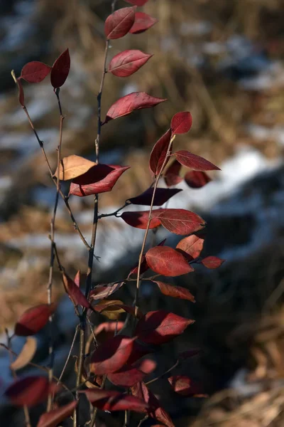 Red Leaves Branch Plant Autumn — Stock Photo, Image