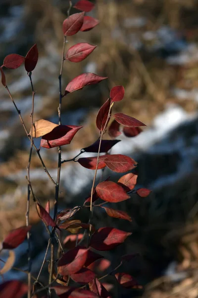 Röda Blad Gren Växt Hösten — Stockfoto