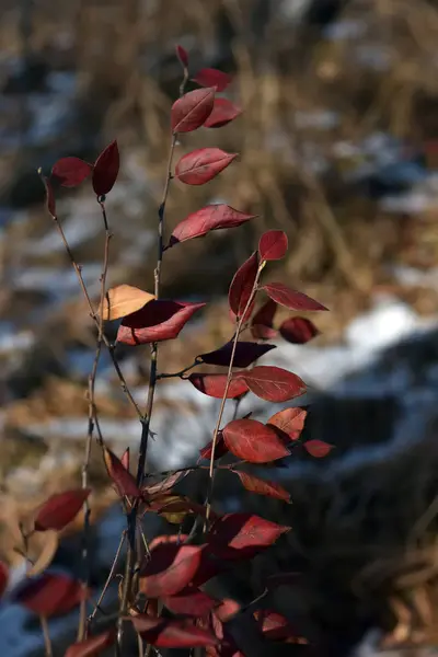 Czerwone Liście Gałęzi Rośliny Jesienią — Zdjęcie stockowe