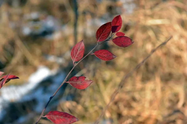 Red Leaves Branch Plant Autumn — Stock Photo, Image