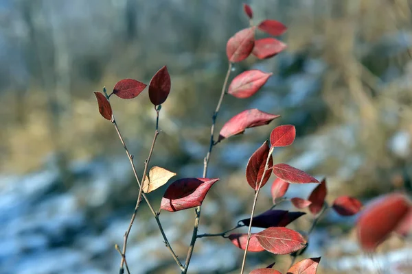 Rote Blätter Einem Zweig Einer Pflanze Herbst — Stockfoto