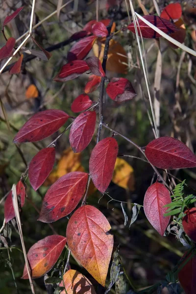 Rote Blätter Einem Zweig Einer Pflanze Herbst — Stockfoto